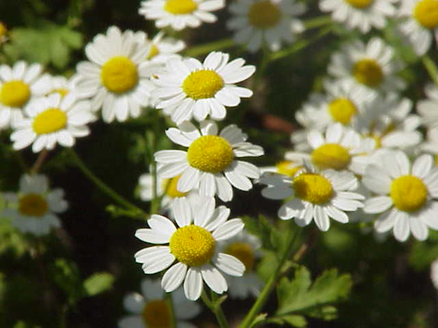 Chrysanthemum Parthenium